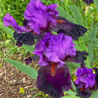 I'm Back Reblooming Bearded Iris
